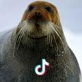 Walrus头像