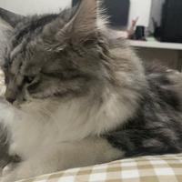 等待二狗中头像