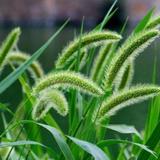 那种感觉狗尾草头像