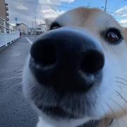 不要抢我的跑车的个人资料头像