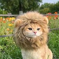 有趣的小红花ArO头像