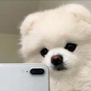 O泡果奶OOO的个人资料头像