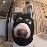 地球人阿天的个人资料头像