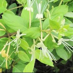 花城农天头像