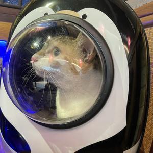 科技太空猫头像