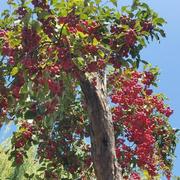 MiookHoney的个人资料头像