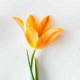 是否明白我的用心H头像