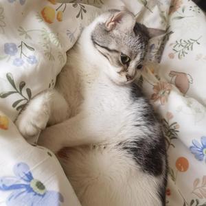 皮蛋是只喵猫头像