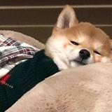 流浪小胖兔头像