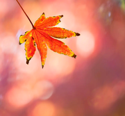 满满的阳光的个人资料头像