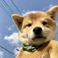 聪颖铅笔RH0头像