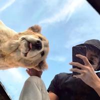 聪明的饺子JZ头像