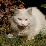 yuanziyu的个人资料头像