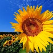 urtheone的个人资料头像