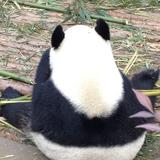 金冈弓虽头像