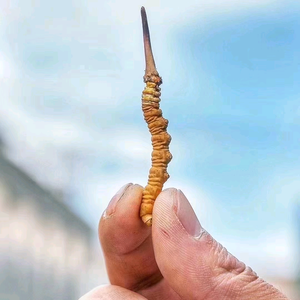 新三农（特色农品）头像