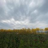 真诚雪碧NWU头像