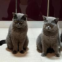 喜乐儿在游玩头像