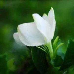 栀心苑头像