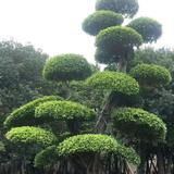 花花草草，，头像