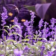 应焕477的个人资料头像