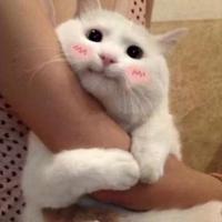 凯旋vlCC头像