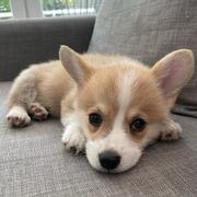 撒野a的个人资料头像