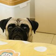 加油静的个人资料头像