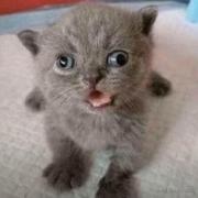 叮布懂鞋布费的个人资料头像