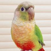 卞和氏璧的个人资料头像