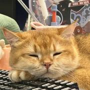 代码和人总能跑一个的个人资料头像