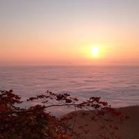 自由的奶酪ea头像