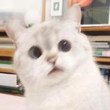 Alenmlee头像