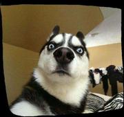 小苏嘤嘤嘤的个人资料头像