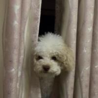 番茄3136260511894046头像