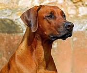 比肩微量的个人资料头像