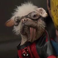 泡泡学知识头像