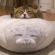 听雨舟上的个人资料头像