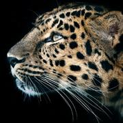 龙须866的个人资料头像