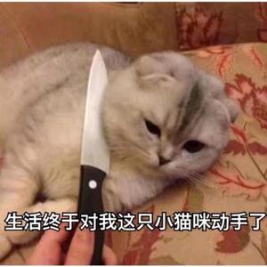 被生活动手的猫头像