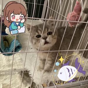CYT头像
