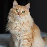 广西砍甘蔗金牌获得者头像