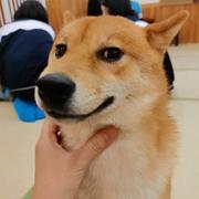 fortune的个人资料头像