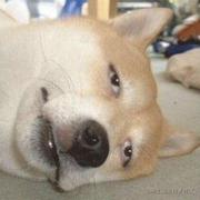 阿呆只会呆的个人资料头像