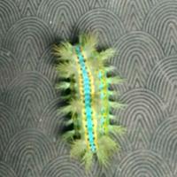 洒脱饺子5T2头像