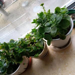 极速春风WG8头像