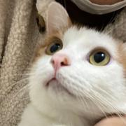 胖橘麻麻的个人资料头像