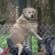 汪汪队睡大觉的个人资料头像