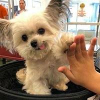 有个cc在等我头像