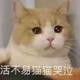 常德吴彦祖分祖头像